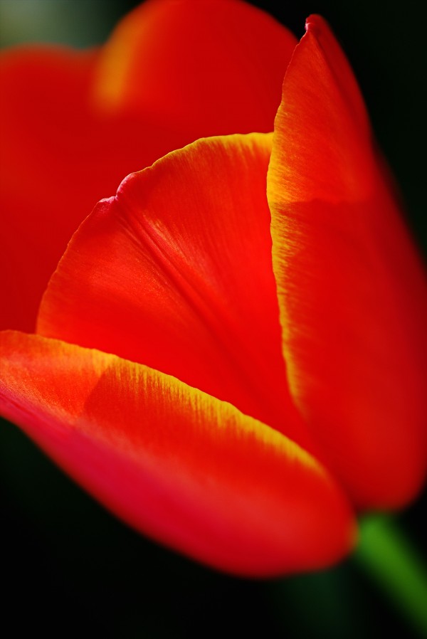 Tulip Yellow Tipped Red Bloom by Joy Watson